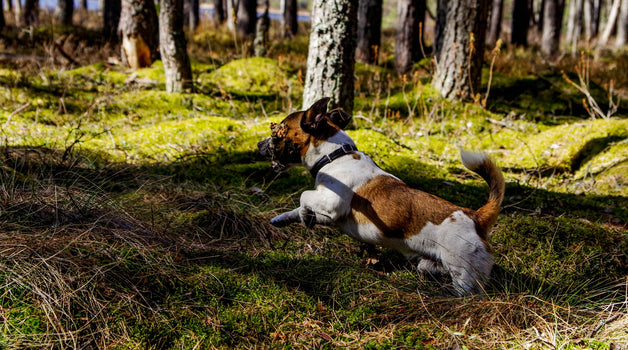 Cats & Dogs