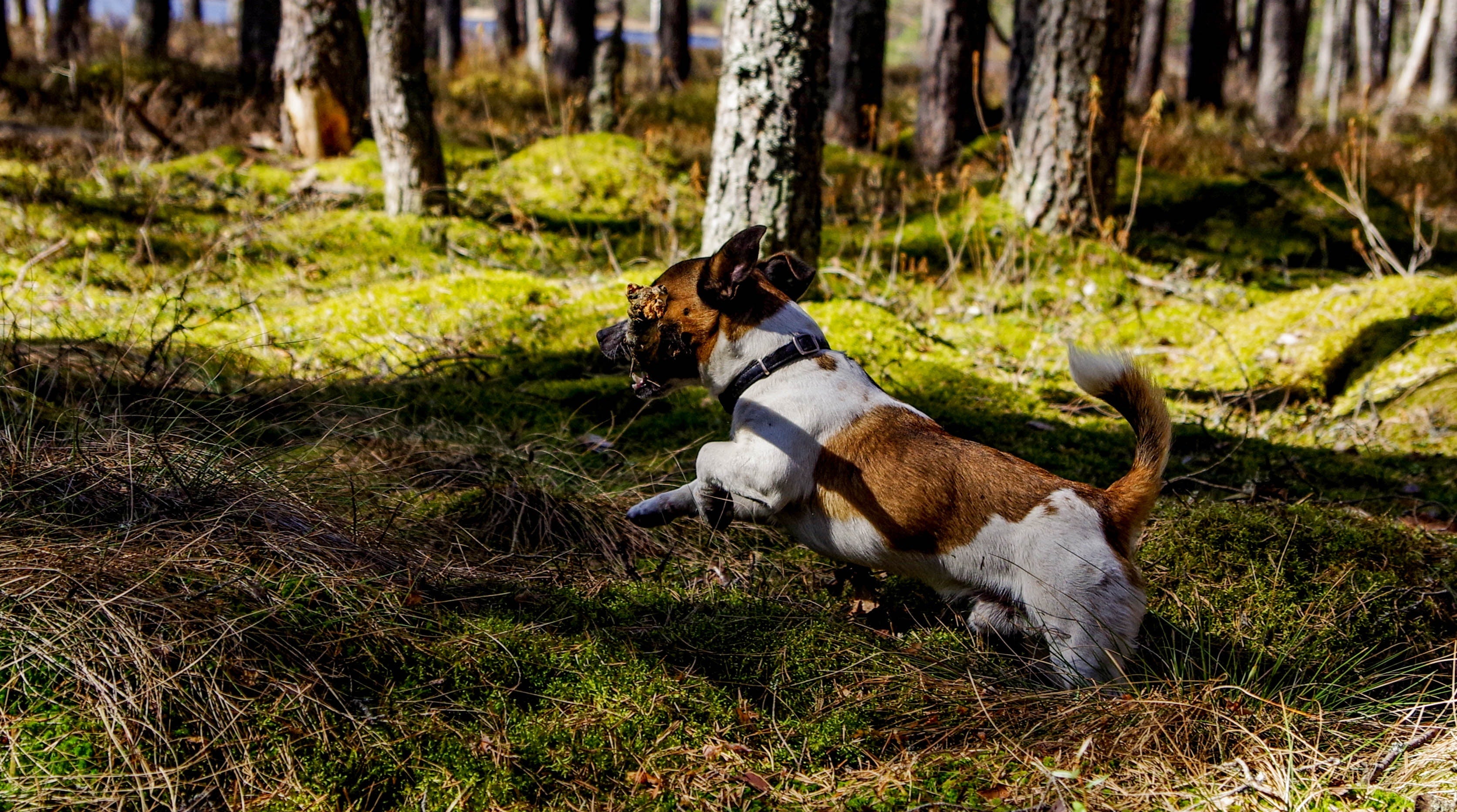Dogs