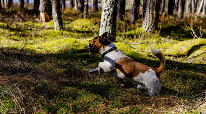 Dogs